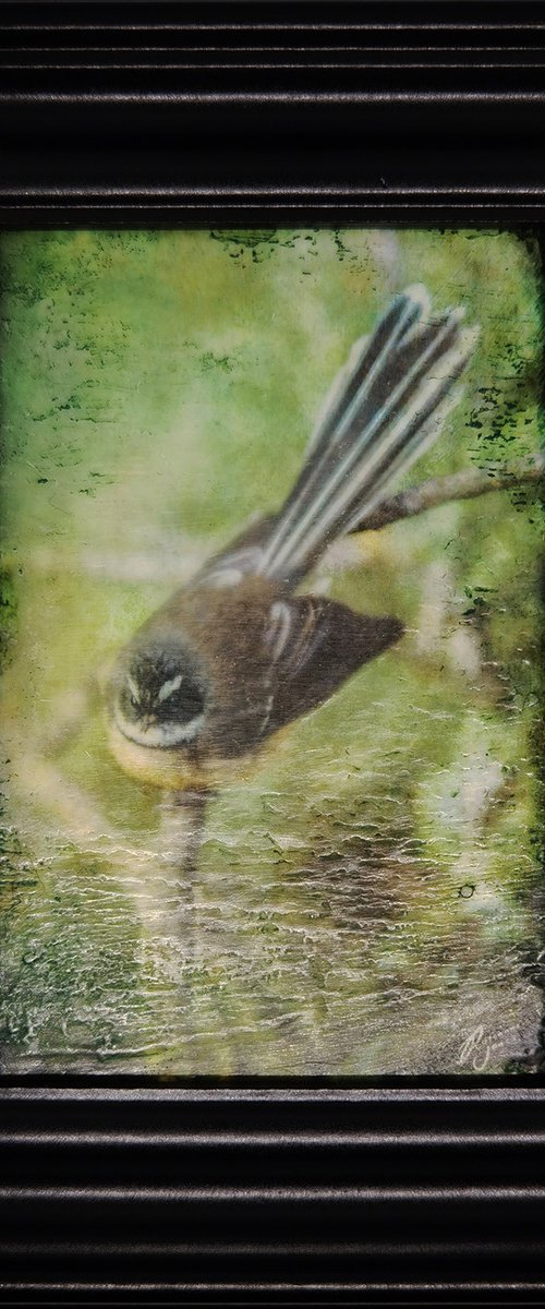 Fantail Perch by Roseanne Jones