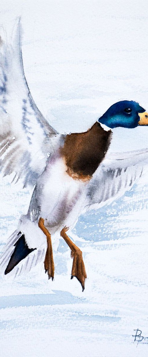 Flying Duck by Olga Tchefranov (Shefranov)
