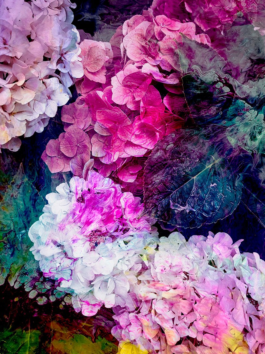 Impressionistic Botanical Photograph By Viet Ha Tran, 19 X 25", Hortensia I, Original Artwork
