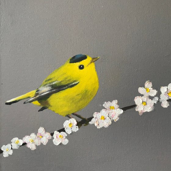 Wilson's Warbler on Cherry Blossom