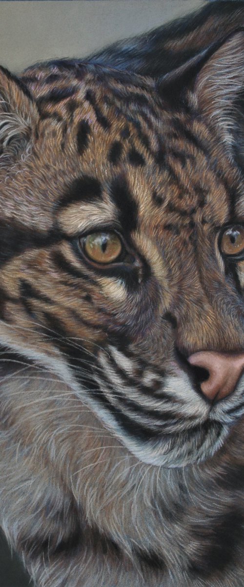 Clouded Leopard by Tatjana Bril