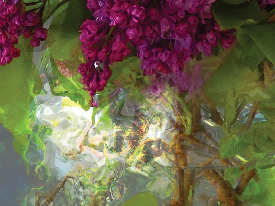 Lilas