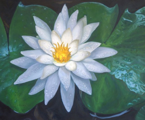 Water Lily Bloom