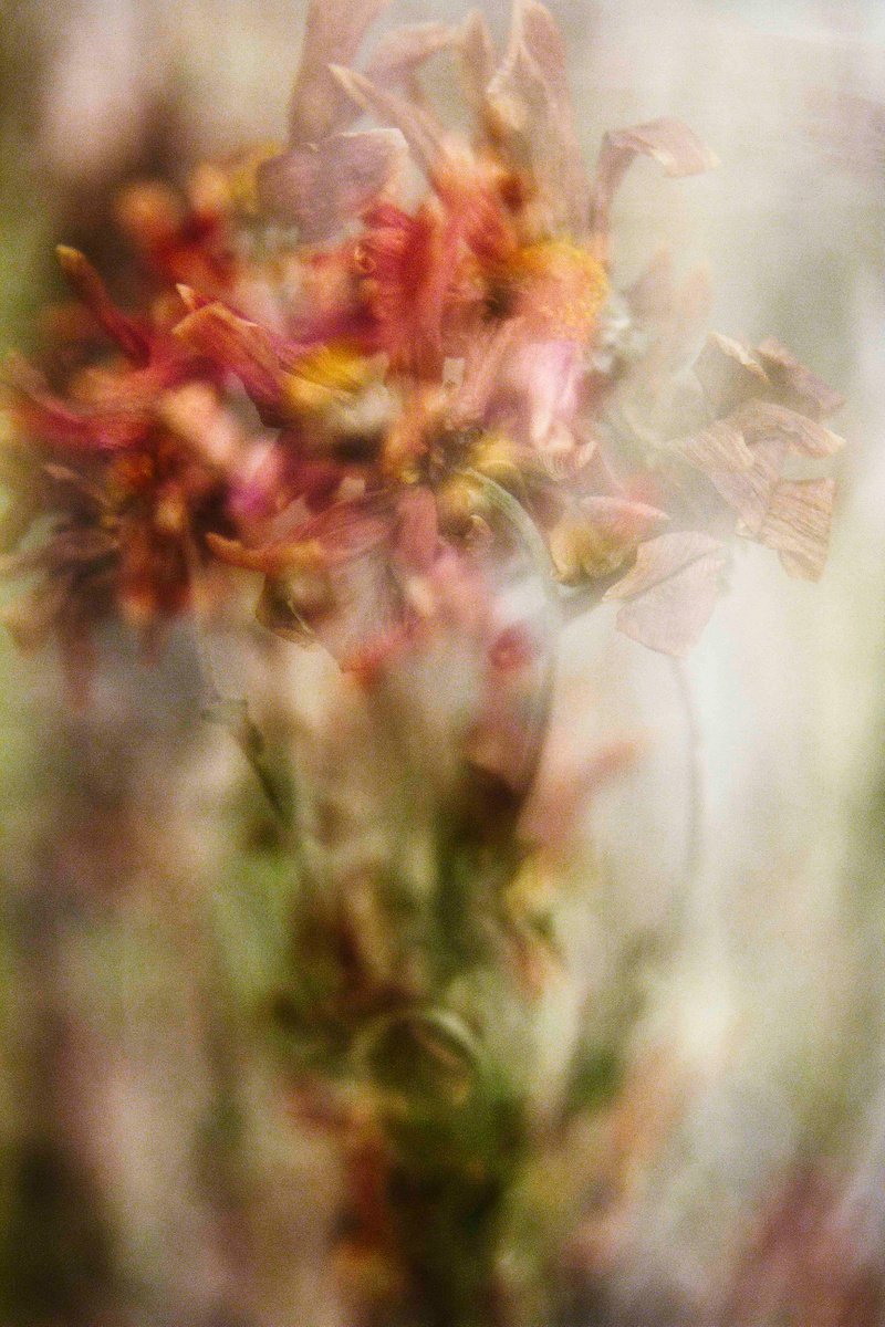 Impressionistic Botanical Photograph By Sandra Platas Hernandez, 12 X 17", Dancing Roses Iv, Original Artwork