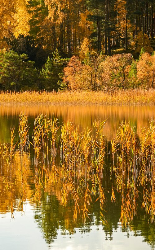 Autumn Trees - Loch Vaa Scotland by Stephen Hodgetts Photography