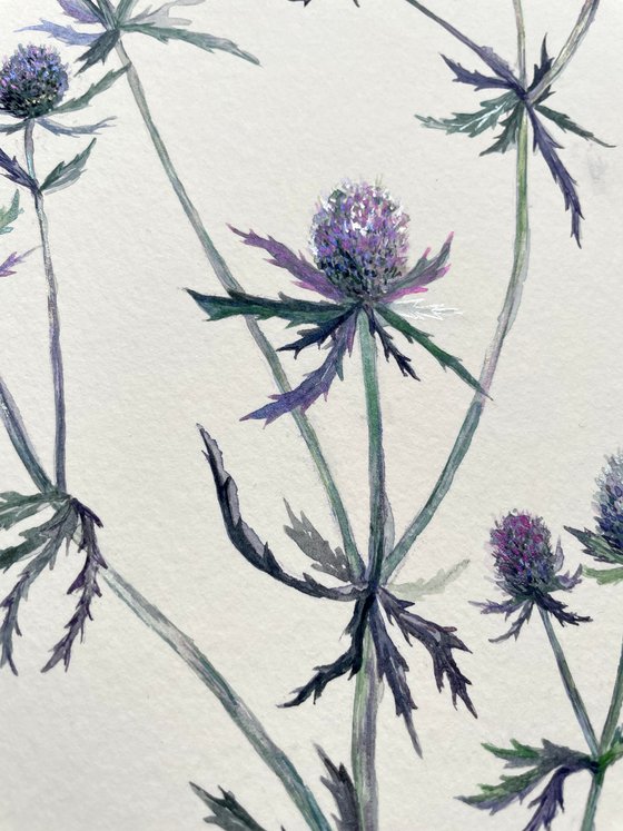 Delicate thistle watercolor illustration