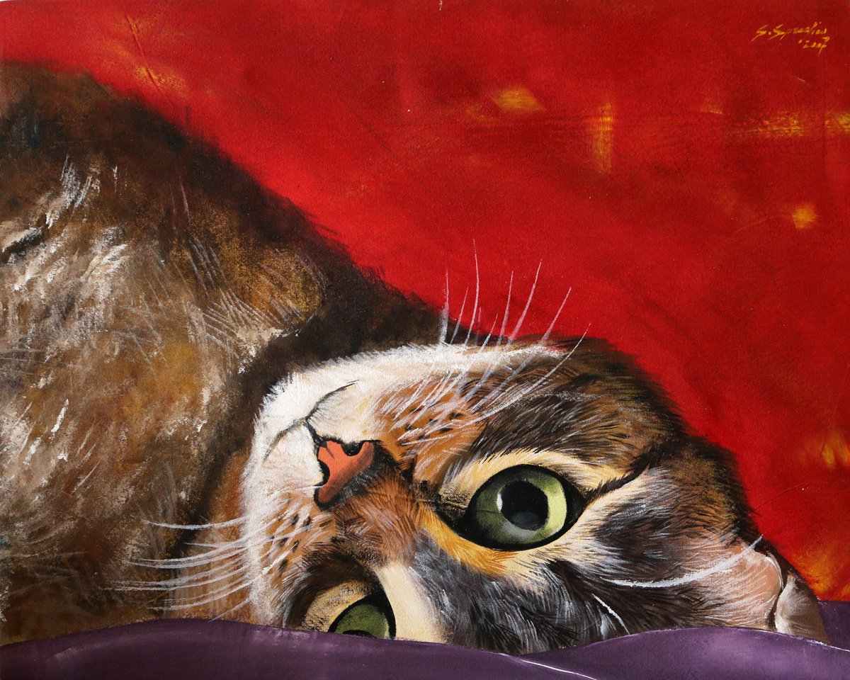 cat by Sabrina Spreafico