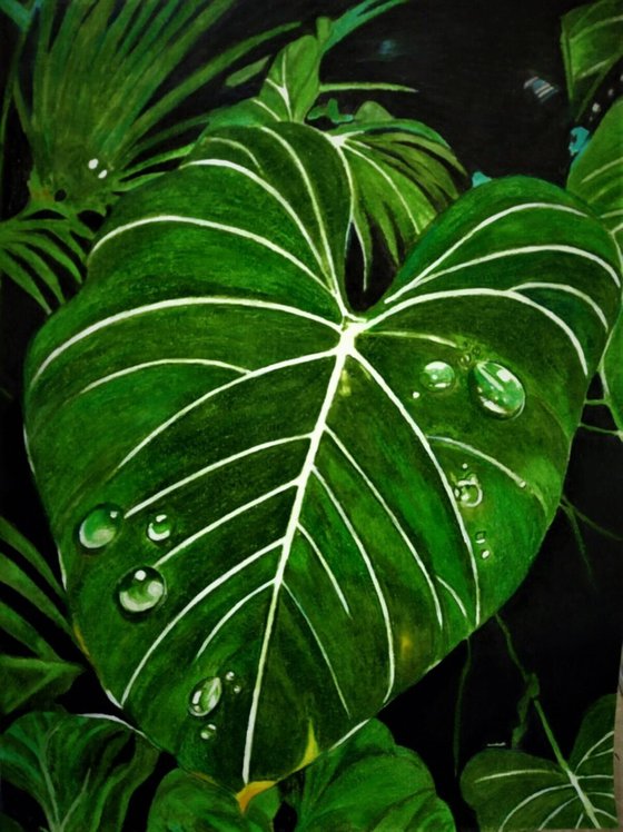 Mystery of dew & leaf