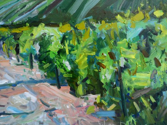 "  Vineyards "