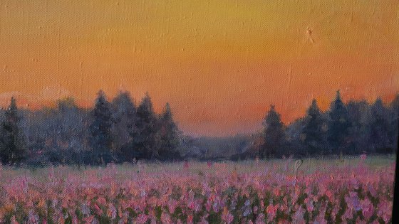 Sunset over the purple flowers - summer painting