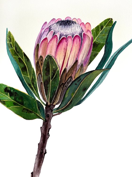 Protea