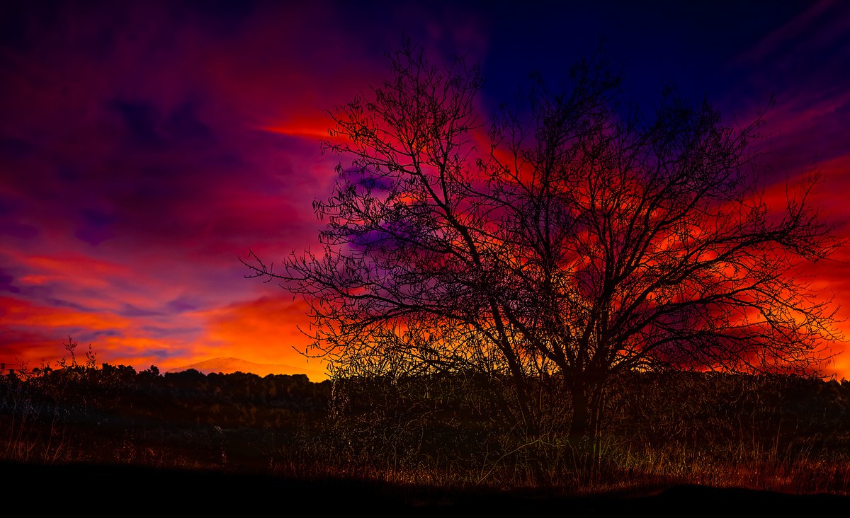Lonely Tree Limited Edition Photograph #2/50 by Graham Briggs