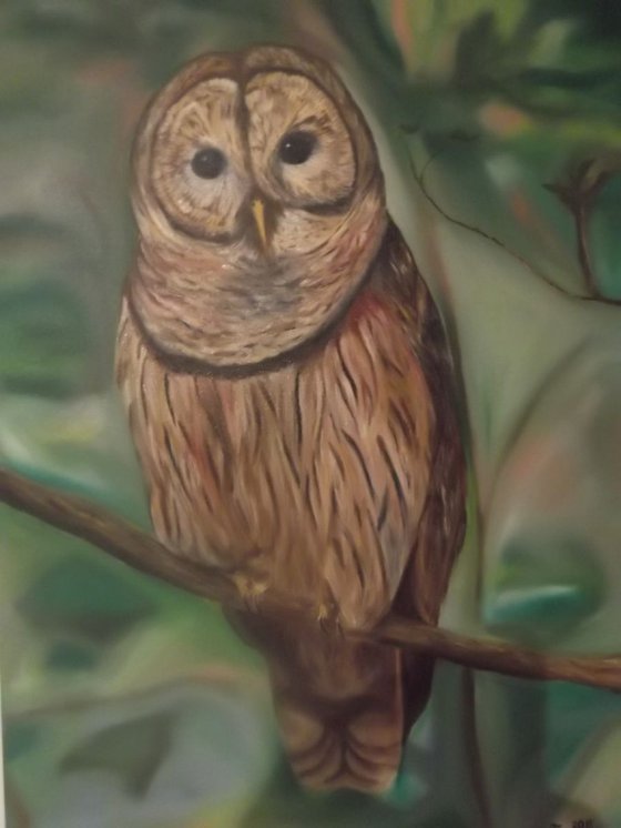 Owl