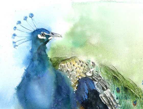 Peacock