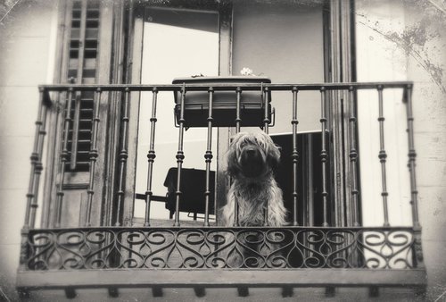 Balcony # 17 (dog) by Louise O'Gorman