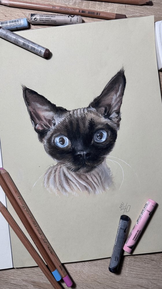 Portrait of sphynx with "Penetrating glance"