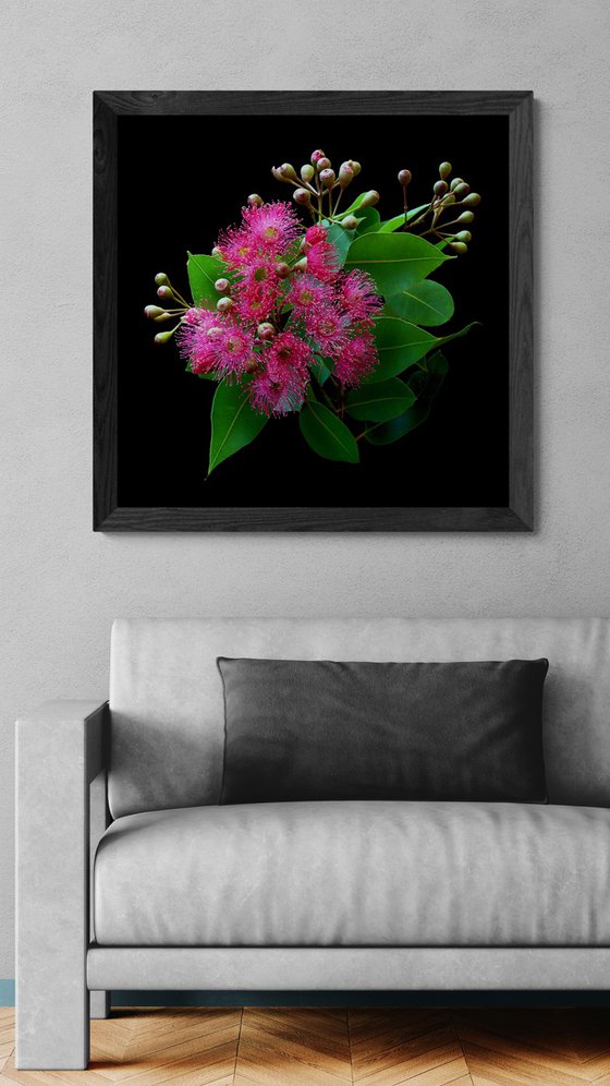 Swamp Bloodwood Blossoms