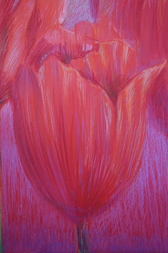 Red Tulips on Red