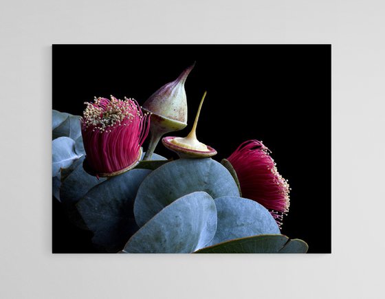 Rose Mallee