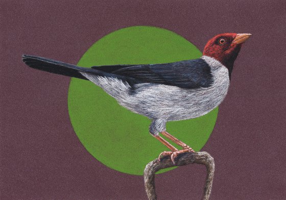 Original pastel drawing bird "Yellow-billed cardinal"