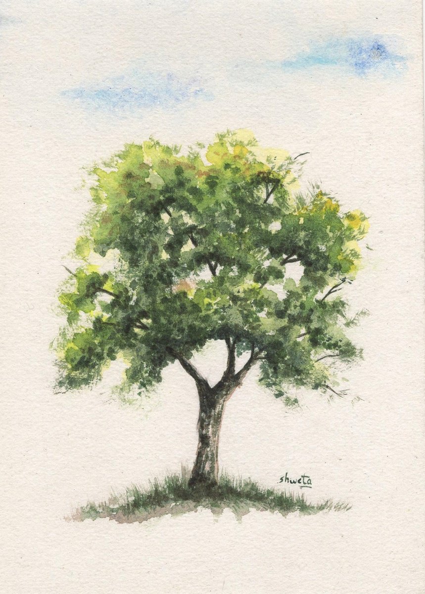 Bur oak tree watercolour painting by Shweta Mahajan