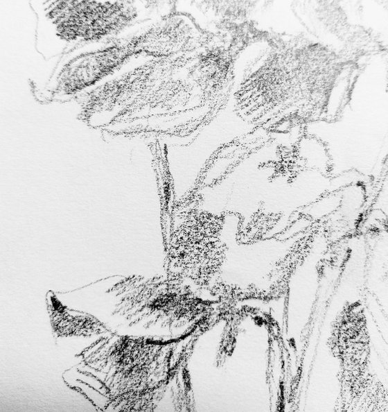 Sweet pea #1 - Still life. Original pencil drawing