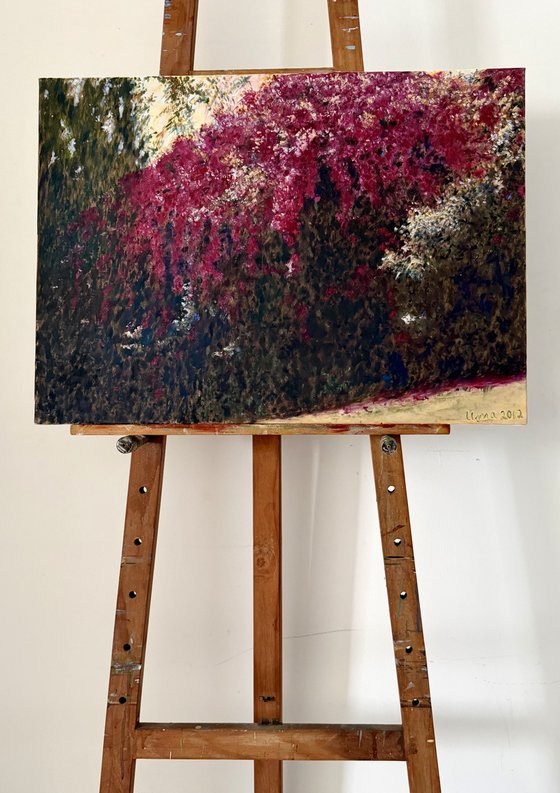 Bougainvillea