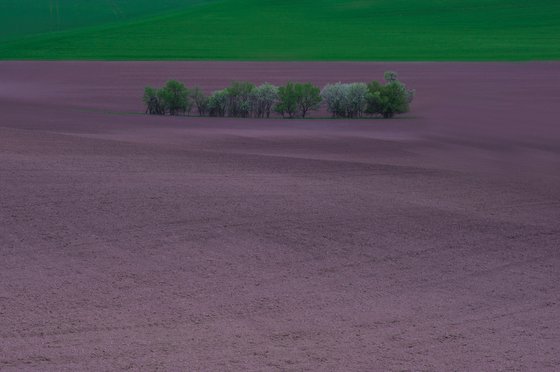 From the series "Living nature"