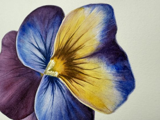 Viola