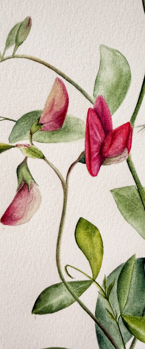 Red sweet pea (Fragrant Summer) by Julia Gorislavska