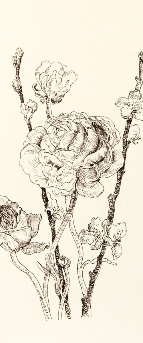 Ranunculus and sakura drawing by Daria Galinski