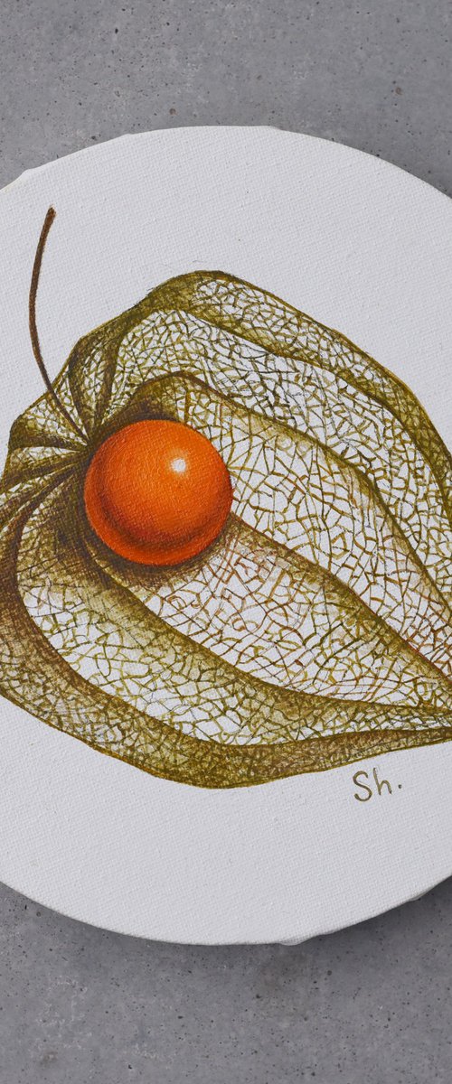 Physalis by Elena Shichko