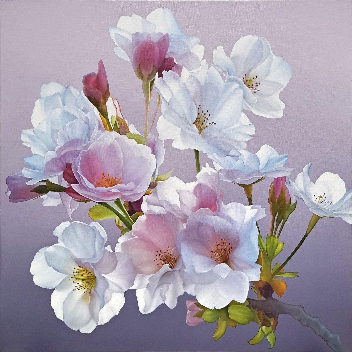 Photorealistic Botanical Oil Painting By Anna Steshenko, 28 X 28, White Sakura, Original Artwork