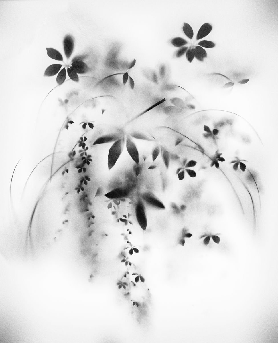 Natural Veil by Teis Albers