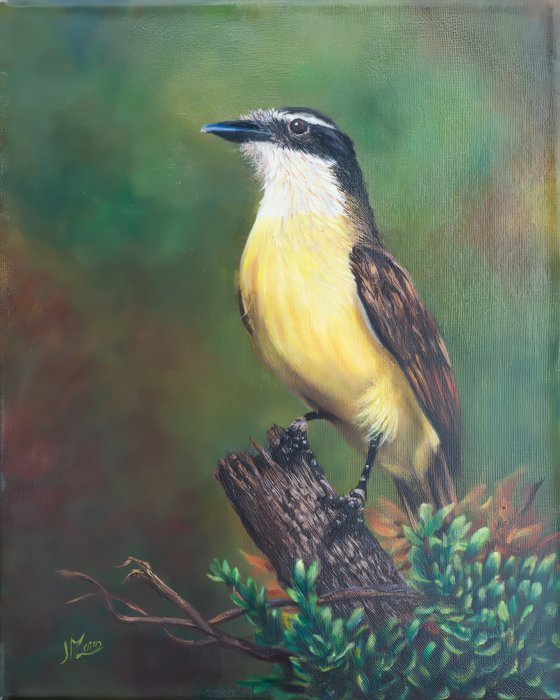 Kiskadee at Dawn