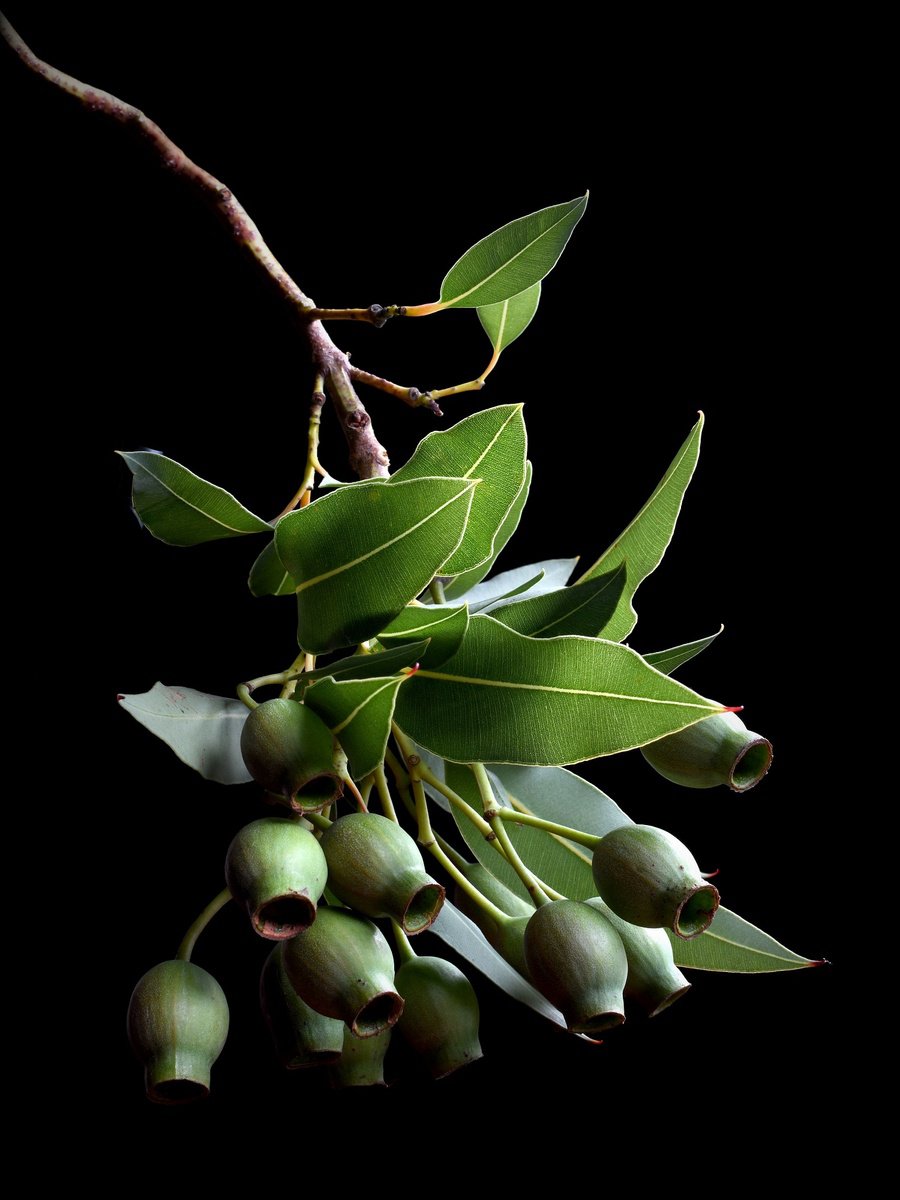 Photorealistic Photograph , Corymbia Gum Nuts By Nadia Culph, 24 X 31, Artwork For Sale On Artfinder