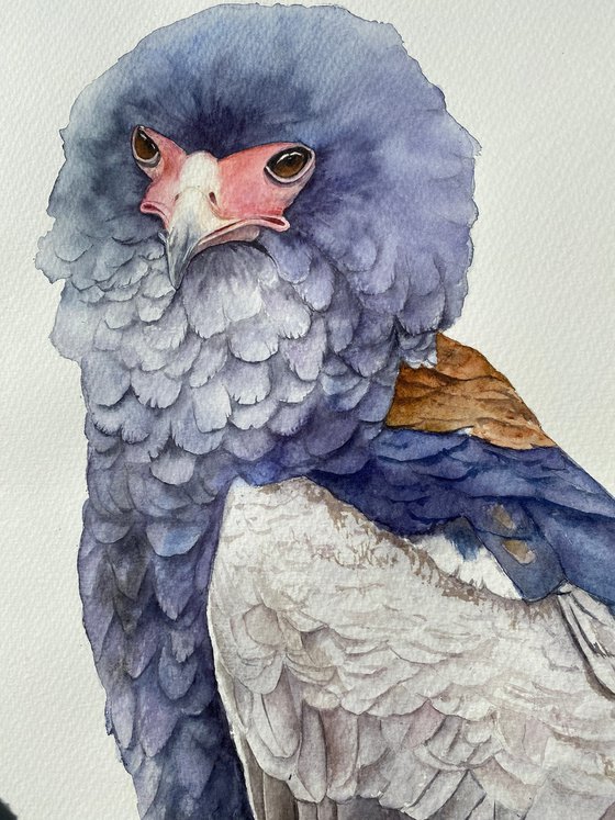 Ruffled Majesty: Portrait of the Bateleur Eagle 3