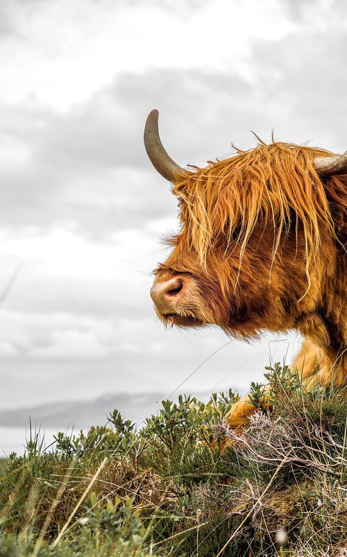 Highland Cow -  Scotland by Stephen Hodgetts Photography