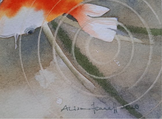 Calming Carp