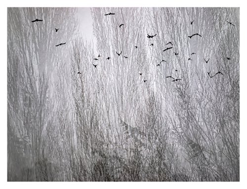Midwinter #2 Limited Edition #1/25 Fine Art Photograph of Bare Winter Trees and Birds Flying by Graham Briggs