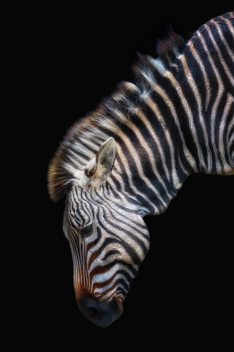 Animal Photograph By Paul Nash, 16 X 24", Zebra In Colour, Original Artwork