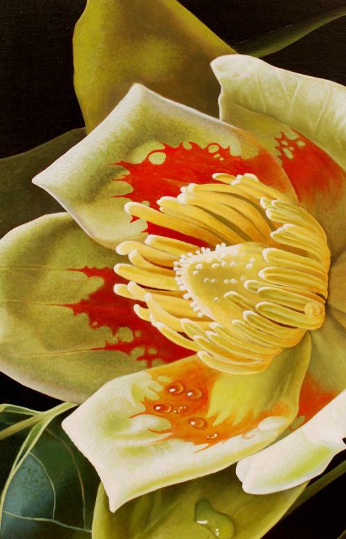 Liriodendron Tulipifera by Dietrich Moravec