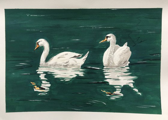 Swimming Swans