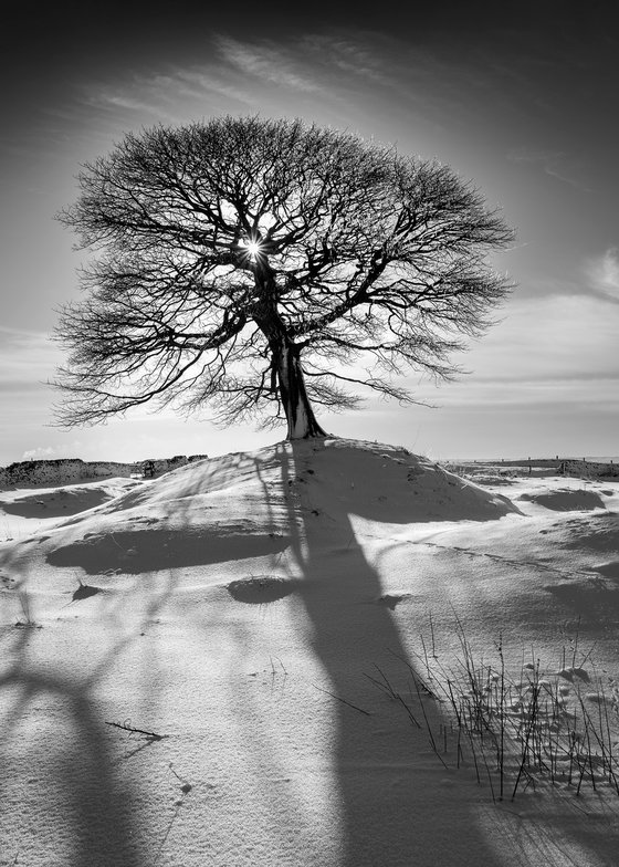 The Peak Tree-Peak District