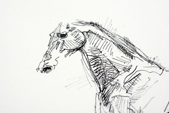 Equine Nude 28a