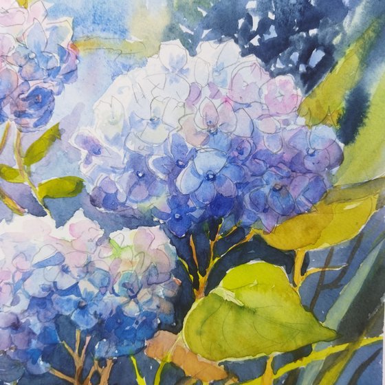 Hydrangeas flowers