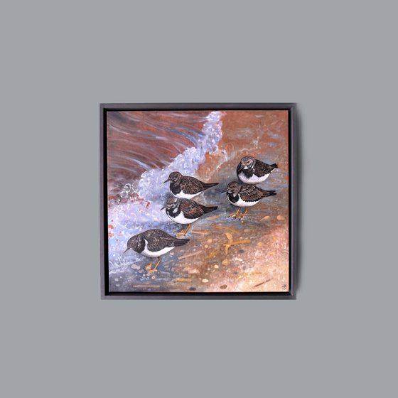 Shoreline Turnstones