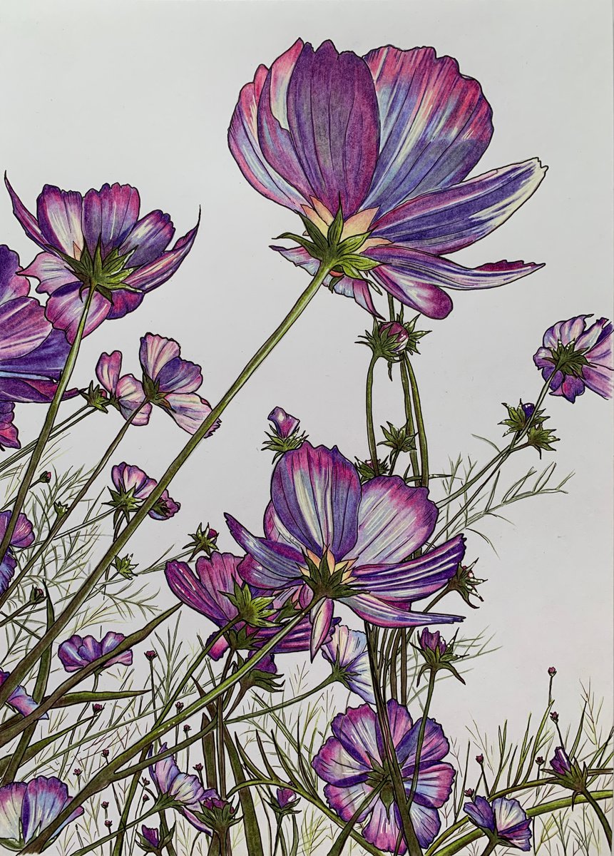 Illustrative Pencil Drawing , Purple Cosmos By Karen Elaine Evans, 12 X 17, Artwork For Sale On Artfinder