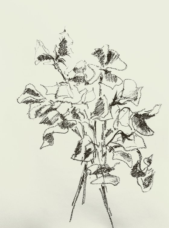 Sweet pea #2 - Still life. Original charcoal drawing