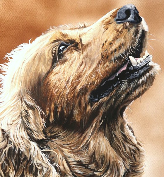 Cocker Spaniel